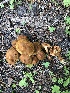  (Cortinarius sp. TAC372 - MO502136)  @11 [ ] CreativeCommons  Attribution Non-Commercial Share-Alike (2022) Unspecified AMS