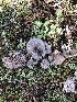  (Entoloma cf. undatum - MO502137)  @11 [ ] CreativeCommons  Attribution Non-Commercial Share-Alike (2022) Unspecified AMS