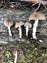  (Psathyrella subpurpurea - MO502138)  @11 [ ] CreativeCommons  Attribution Non-Commercial Share-Alike (2022) Unspecified AMS