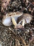  (Pluteus sp. TAC380 - MO502242)  @11 [ ] CreativeCommons  Attribution Non-Commercial Share-Alike (2022) Unspecified AMS