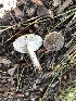  (Tricholoma cf. triste - MO502524)  @11 [ ] CreativeCommons  Attribution Non-Commercial Share-Alike (2022) Unspecified AMS