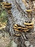  (Inonotus munzii - MO502527)  @11 [ ] CreativeCommons  Attribution Non-Commercial Share-Alike (2022) Unspecified AMS