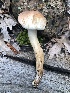  (Tricholoma cf. imbricatum - MO502530)  @11 [ ] CreativeCommons  Attribution Non-Commercial Share-Alike (2022) Unspecified AMS