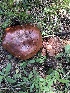  (Cortinarius mikedavisii - MO502533)  @11 [ ] CreativeCommons  Attribution Non-Commercial Share-Alike (2022) Unspecified AMS