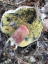  (Caloboletus cf. marshii - MO502866)  @11 [ ] CreativeCommons  Attribution Non-Commercial Share-Alike (2022) Unspecified AMS