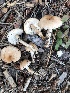  (Lepiota cf. erminea - MO502871)  @11 [ ] CreativeCommons  Attribution Non-Commercial Share-Alike (2022) Unspecified AMS