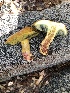  (Boletus holoxanthus - MO502964)  @11 [ ] CreativeCommons  Attribution Non-Commercial Share-Alike (2022) Unspecified AMS