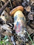  (Boletus cf. subluridellus - MO502966)  @11 [ ] CreativeCommons  Attribution Non-Commercial Share-Alike (2022) Unspecified AMS