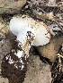  (Russula sp. TAC450 - MO502976)  @11 [ ] CreativeCommons  Attribution Non-Commercial Share-Alike (2022) Unspecified AMS