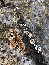  (Crepidotus reticulatus - MO504848)  @11 [ ] CreativeCommons  Attribution Non-Commercial Share-Alike (2022) Unspecified AMS