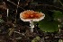  (Leucoagaricus - MO506008)  @11 [ ] CreativeCommons  Attribution Non-Commercial Share-Alike (2022) Unspecified AMS