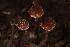  (Psathyrella vinosofulva - MO506009)  @11 [ ] CreativeCommons  Attribution Non-Commercial Share-Alike (2022) Unspecified AMS