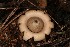  (Geastrum sp. V68 - MO506012)  @11 [ ] CreativeCommons  Attribution Non-Commercial Share-Alike (2022) Unspecified AMS