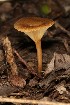  (Crepidotus cf. subfulviceps - MO506014)  @11 [ ] CreativeCommons  Attribution Non-Commercial Share-Alike (2022) Unspecified AMS