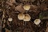  (Mycena olida - MO506016)  @11 [ ] CreativeCommons  Attribution Non-Commercial Share-Alike (2022) Unspecified AMS