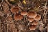  (Psathyrella cacao - MO506023)  @11 [ ] CreativeCommons  Attribution Non-Commercial Share-Alike (2022) Unspecified AMS