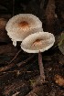  (Lepiota cf. cristata - MO506025)  @11 [ ] CreativeCommons  Attribution Non-Commercial Share-Alike (2022) Unspecified AMS