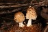  (Coprinellus cf. radians - MO506027)  @11 [ ] CreativeCommons  Attribution Non-Commercial Share-Alike (2022) Unspecified AMS