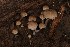  (Psathyrella sp. V141 - MO506029)  @11 [ ] CreativeCommons  Attribution Non-Commercial Share-Alike (2022) Unspecified AMS