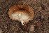  (Leucoagaricus sp. V78 - MO506037)  @11 [ ] CreativeCommons  Attribution Non-Commercial Share-Alike (2022) Unspecified AMS