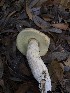  (Boletus sp. AZW1 - MO506379)  @11 [ ] CreativeCommons  Attribution Non-Commercial Share-Alike (2022) Unspecified AMS