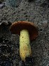  (Boletus - MO506390)  @11 [ ] CreativeCommons  Attribution Non-Commercial Share-Alike (2022) Unspecified AMS