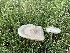  (Pluteus petasatus - MO508876)  @11 [ ] CreativeCommons - Attribution Share-Alike (2023) Unspecified Arizona Mushroom Society