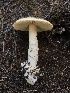  (Amanita sp. MD23 - MO509151)  @11 [ ] CreativeCommons - Attribution Share-Alike (2023) Unspecified Arizona Mushroom Society