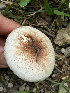  (Leucoagaricus sp. CT3 - MO509516)  @11 [ ] CreativeCommons - Attribution Share-Alike (2023) Unspecified Arizona Mushroom Society