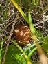  ( - MO511065)  @11 [ ] CreativeCommons - Attribution Share-Alike (2023) Unspecified Arizona Mushroom Society