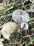  (Mycena cf. pura - MO555723)  @11 [ ] CreativeCommons - Attribution Share-Alike (2024) Unspecified Arizona Mushroom Society