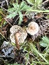  ( - MO551935)  @11 [ ] CreativeCommons - Attribution Share-Alike (2024) Unspecified Arizona Mushroom Society