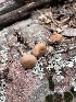  ( - MO558903)  @11 [ ] CreativeCommons - Attribution Share-Alike (2024) Unspecified Arizona Mushroom Society