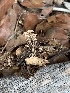 (Mycetinis opacus - MO563044)  @11 [ ] CreativeCommons - Attribution Share-Alike (2024) Unspecified Arizona Mushroom Society