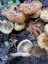  ( - MO533848)  @11 [ ] CreativeCommons - Attribution Share-Alike (2023) Unspecified Arizona Mushroom Society