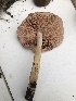  (Pluteus - MO525120)  @11 [ ] CreativeCommons - Attribution Share-Alike (2023) Unspecified Arizona Mushroom Society