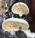  ( - MO520153)  @11 [ ] CreativeCommons - Attribution Share-Alike (2023) Unspecified Arizona Mushroom Society