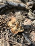  (Lentinus arcularius - MO532888)  @11 [ ] CreativeCommons - Attribution Share-Alike (2023) Unspecified Arizona Mushroom Society