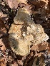  (Laetiporus gilbertsonii - MO547450)  @11 [ ] CreativeCommons - Attribution Share-Alike (2024) Unspecified Arizona Mushroom Society
