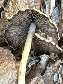  (Coprinopsis pseudomarcescibilis - MO547418)  @11 [ ] CreativeCommons - Attribution Share-Alike (2024) Unspecified Arizona Mushroom Society