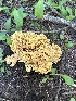  ( - MO553397)  @11 [ ] CreativeCommons - Attribution Share-Alike (2024) Unspecified Arizona Mushroom Society