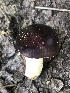  (Russula sp. TAC1565a - MO528355)  @11 [ ] CreativeCommons - Attribution Share-Alike (2023) Unspecified Arizona Mushroom Society