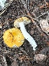  ( - MO554629)  @11 [ ] CreativeCommons - Attribution Share-Alike (2024) Unspecified Arizona Mushroom Society