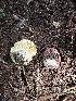  (Russula cf. turci - MO553391)  @11 [ ] CreativeCommons - Attribution Share-Alike (2024) Unspecified Arizona Mushroom Society