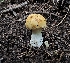  (Russula sp. KMF138 - MO561284)  @11 [ ] CreativeCommons - Attribution Share-Alike (2024) Unspecified Arizona Mushroom Society