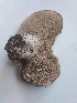  (Sarcodon sp. leucopus-TAC268 - MO560590)  @11 [ ] CreativeCommons - Attribution Share-Alike (2024) Unspecified Arizona Mushroom Society