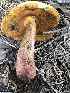  (Suillellus sp. DT17 - MO527434)  @11 [ ] CreativeCommons - Attribution Share-Alike (2023) Unspecified Arizona Mushroom Society