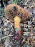  ( - MO563250)  @11 [ ] CreativeCommons - Attribution Share-Alike (2024) Unspecified Arizona Mushroom Society