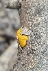  (Tremella cf. mesenterica - MO546456)  @11 [ ] CreativeCommons - Attribution Share-Alike (2024) Unspecified Arizona Mushroom Society