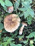  (Tricholoma vaccinum - MO528354)  @11 [ ] CreativeCommons - Attribution Share-Alike (2023) Unspecified Arizona Mushroom Society